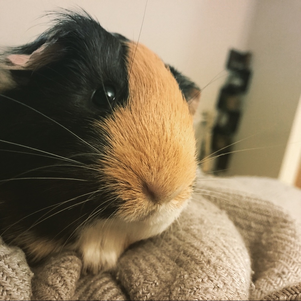 Meet your Posher, Savannah